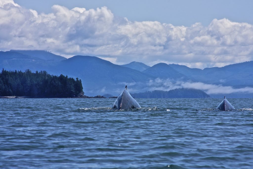 B.C. North Coast - No Tankers