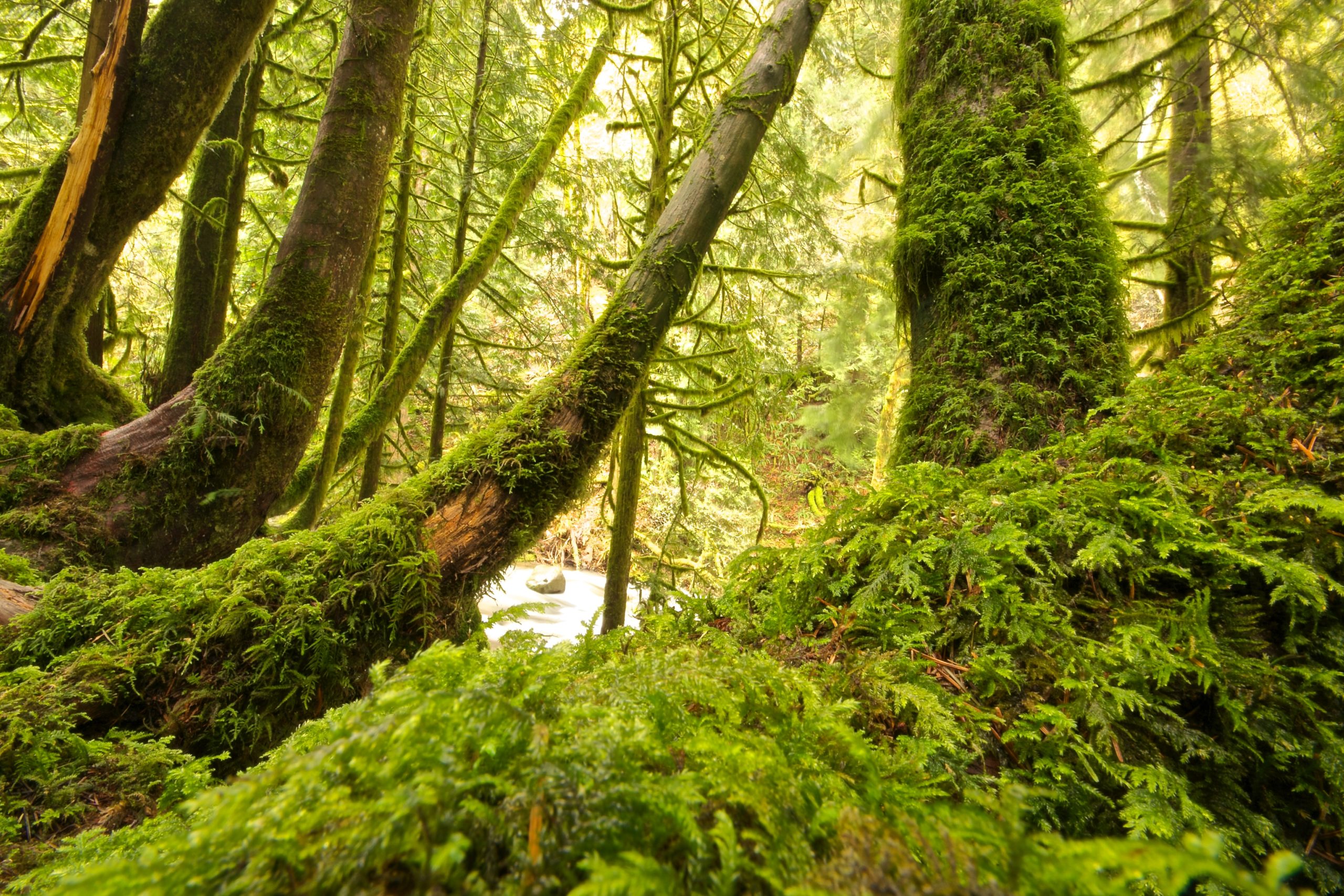 Moss covered trees.