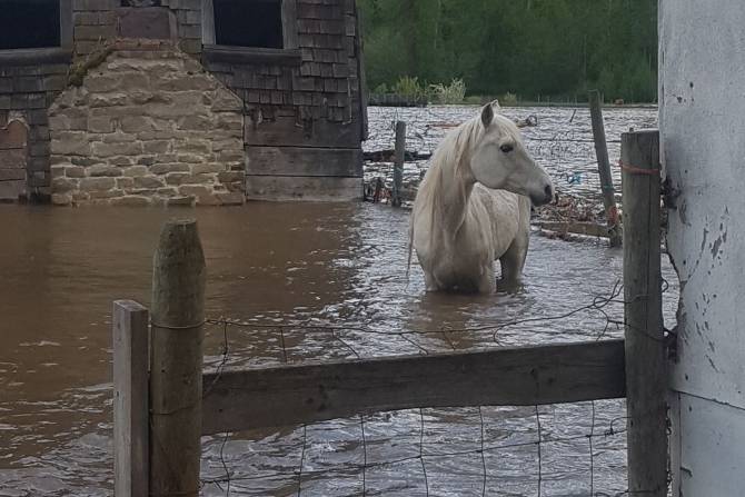 flooding-bc-horse