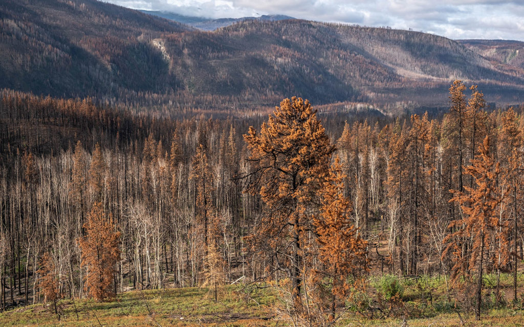 Aftermath off the Alkali Lake fire near Telegraph Creek