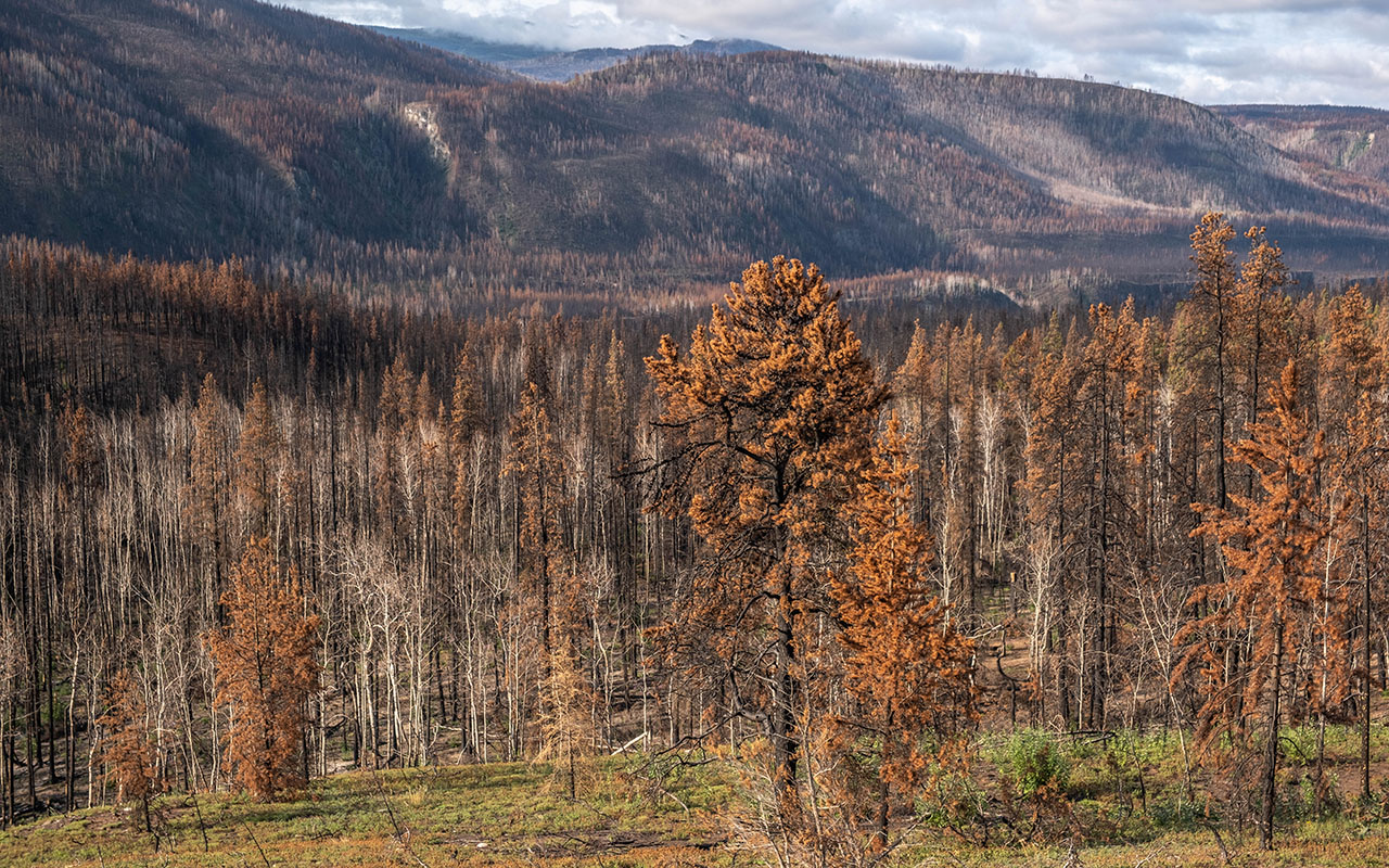 Aftermath off the Alkali Lake fire near Telegraph Creek